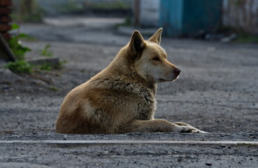 Russia, South of Western Siberia. A dog of an unknown breed is resting carelessly in the rays of...