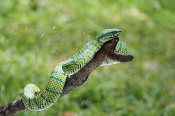 Green Pit Viper snake (Tropidolaemus subannulatus) on a branch