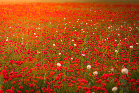 Blooming field of red flowers