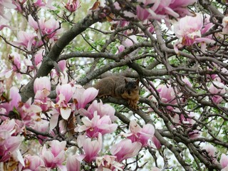 Squirrel in Blooming Magnolia Tree