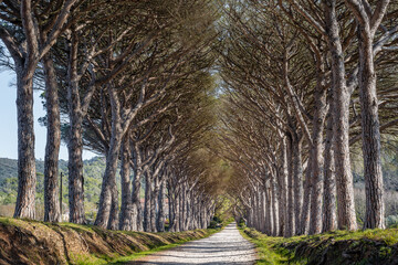 Scenic view of footpath bordered by giant pine trees in south of France in Saint Tropez bay area