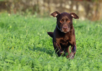 Senior dog (Canis lupus familiaris) running towards the camera in a grass field. Healthy chocolate brown labrador retriever having fun and hoping outdoors.