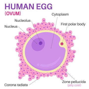 The egg cell is the female reproductive cell.