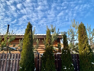 Close-up of a wooden log house in a winter pine forest. Chalet among snow-covered firs on a sunny winter day. Expensive suburban real estate. Wooden cottage in a coniferous forest against the blue sky