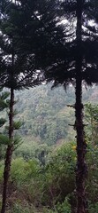 Fototapeta premium trees in the forest