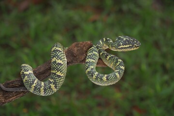 Tropidolaemus wagleri snake closeup on the branch, Viper snake, Beautiful color wagleri snake...