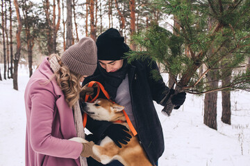 Akita dog plays with his owners in the winter forest