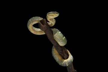 Tropidolaemus wagleri snake closeup on the branch, Viper snake, Beautiful color wagleri snake "Tropidolaemus wagleri"