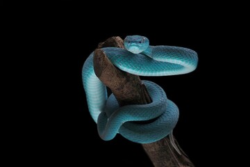 Blue viper snake on a branch, viper, blue insularis, Trimeresurus insularis