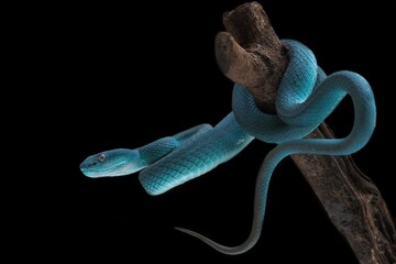 Blue viper snake on a branch, viper, blue insularis, Trimeresurus insularis