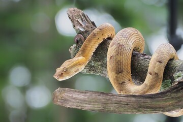 Craspedocephalus yellow flat-nosed snake close up on wood