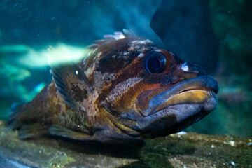 Fototapeta premium Rock fish at Aquarium of the Bay