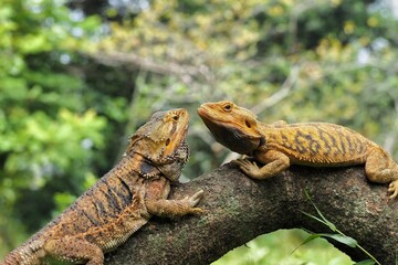 Bearded dragon on wood. The bearded dragon, which has the scientific name Pogona vitticeps, is a...