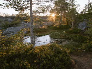 A pine tree at a small pond in northern Europe in the evening