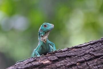 Blue Iguana closeup on branch, animal closeup. Blue Iguana "Grand Cayman Blue Iguana", Cyclura Lewisi