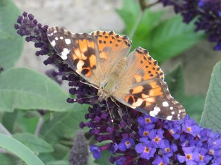 Painted Lady Butterfly on Butterfly Bush