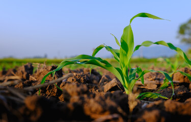 maize corn seedling in the agricultural plantation in the evening, Young green cereal plant growing in the cornfield, animal feed agricultural industry