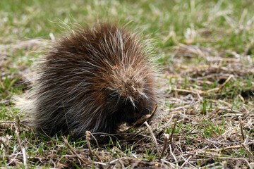 A Porcupine walking around a cow pasture looking for food