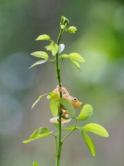 little golden frog on a branch