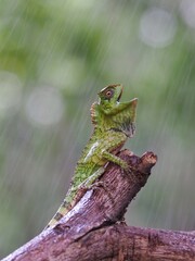 Forest dragon lizard on a branch, green lizard climbing wood