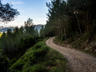 Fototapeta na wymiar imagen de un camino de tierra entre árboles y montañas 
