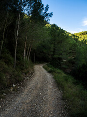 Fototapeta na wymiar camino de tierra y piedras entre los árboles verdes y las montañas