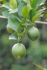 Lime trees in the garden are an excellent source of vitamin C. Green organic lime fruit hanging on a tree.