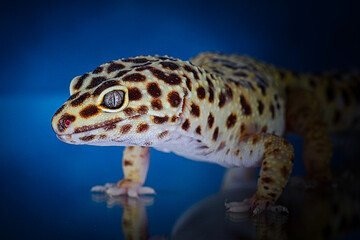 close up of a leopard gecko