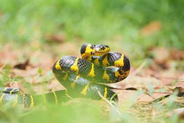 Boiga snake dendrophila yellow ringed, animal closeup, animal attack