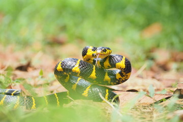 Boiga snake dendrophila yellow ringed, animal closeup, animal attack
