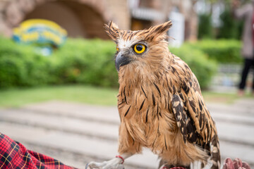 A Gorgeous Eagle Owl