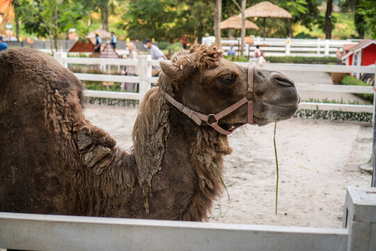 Camel on Zoo