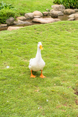 A Beautiful White Duck