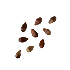 Apple Seed Isolated, Apples Seeds Group on White Background