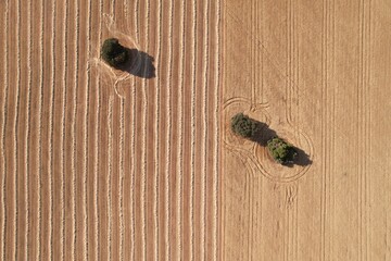 texture of a corn field being harvested