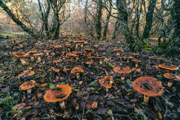 Conjuntos de setas en bosque otoñal horizontal