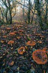 Conjuntos de setas en bosque otoñal vertical