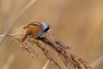Bearded reedling (Panurus biarmicus) male eating seeds in the reed in the late afternoon sunlight...