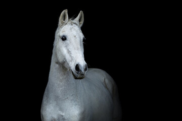 Black shot portrait of a white horse isolated on black background