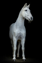 Black shot portrait of a white horse isolated on black background