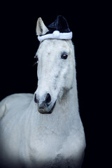 Portrait of a white horse wearing a black santa hat on black background. Horse black shot
