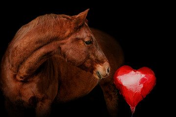 Black shot portrait of a chestnut brown quarter horse gelding interacting with a heart shaped foil balloon on black background - obrazy, fototapety, plakaty