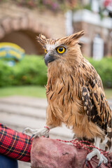 A Gorgeous Eagle Owl