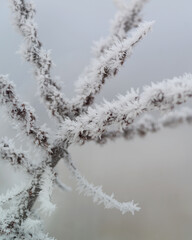 Frozen tree branch. Beautiful winter in my village forest. 