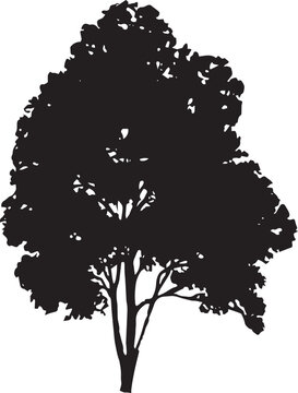 Heart leafed Red Alder Vector 