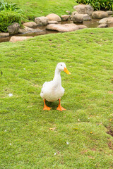 A Beautiful White Duck