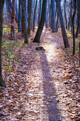 Autumnal Park, Autumn Trees and Leaves, Fall