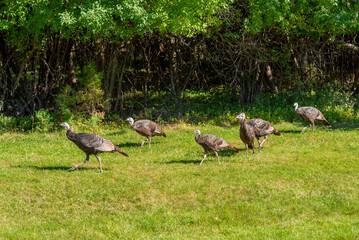 Urban Wild Turkeys Feeding In October
