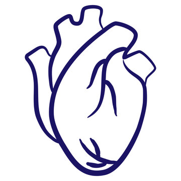 Human heart minimal vector icon drawn with brush line. Blue linear medical pictogram isolated on transparent background