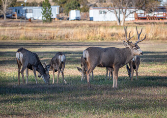 Naklejka na ściany i meble A Small Group of Mule Deer Being Watched Over by a Dominant Buck in Canon City, Colorado.